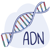 Illustration de la structure de la double h&eacute;lice d'ADN