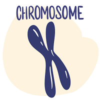 Illustration d'un chromosome &agrave; deux chromatides