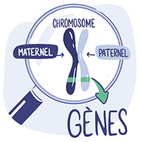 Illustration d'une loupe sur un chromosome &agrave; deux chromatides, chromatide maternel et paternel