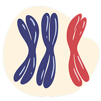 illustration de chromosome suppl&eacute;mentaire