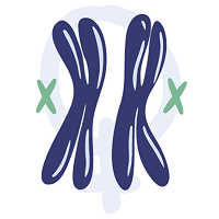 Illustration d'un chromosome chez la femme