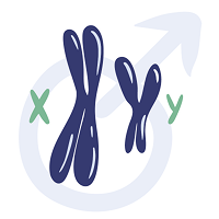 Illustration d'un chromosome chez l'homme