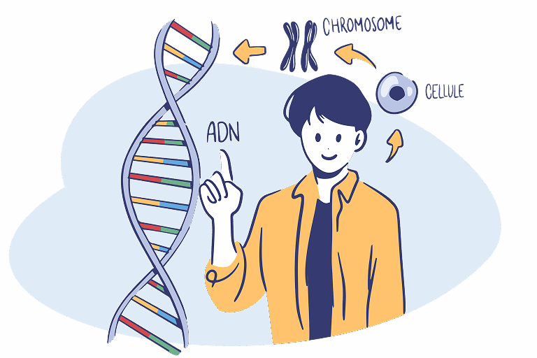 Les notions cl&eacute;s de la g&eacute;n&eacute;tique