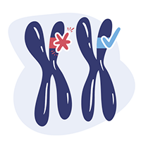 Illustration de deux chromosomes correspondant &agrave; une maladie autosomique dominante