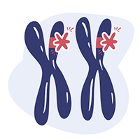Illustration de deux chromosomes correspondant &agrave; une maladie autosomique r&eacute;cessive